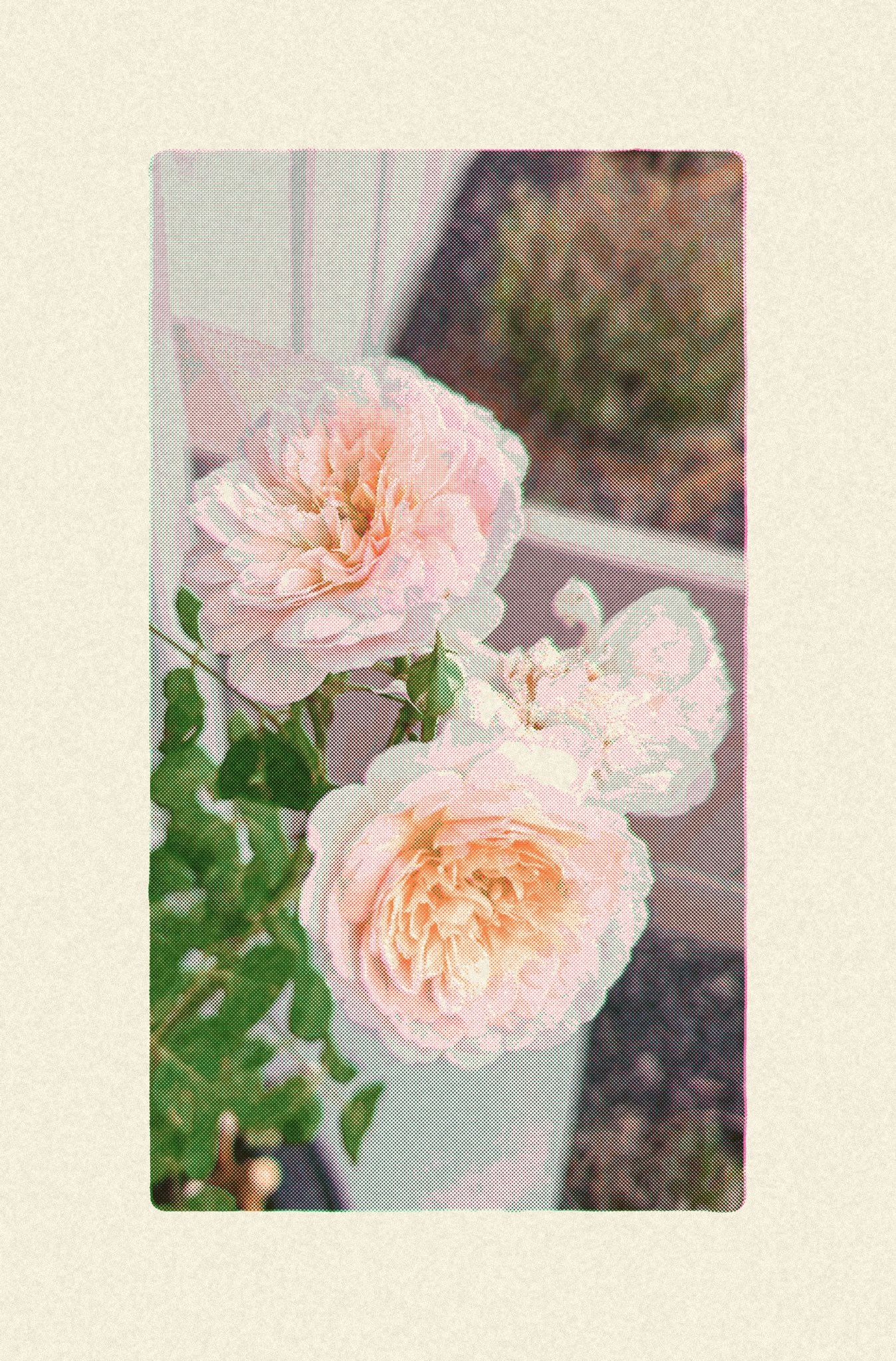 Soft peach and green risograph effect on a photograph of roses