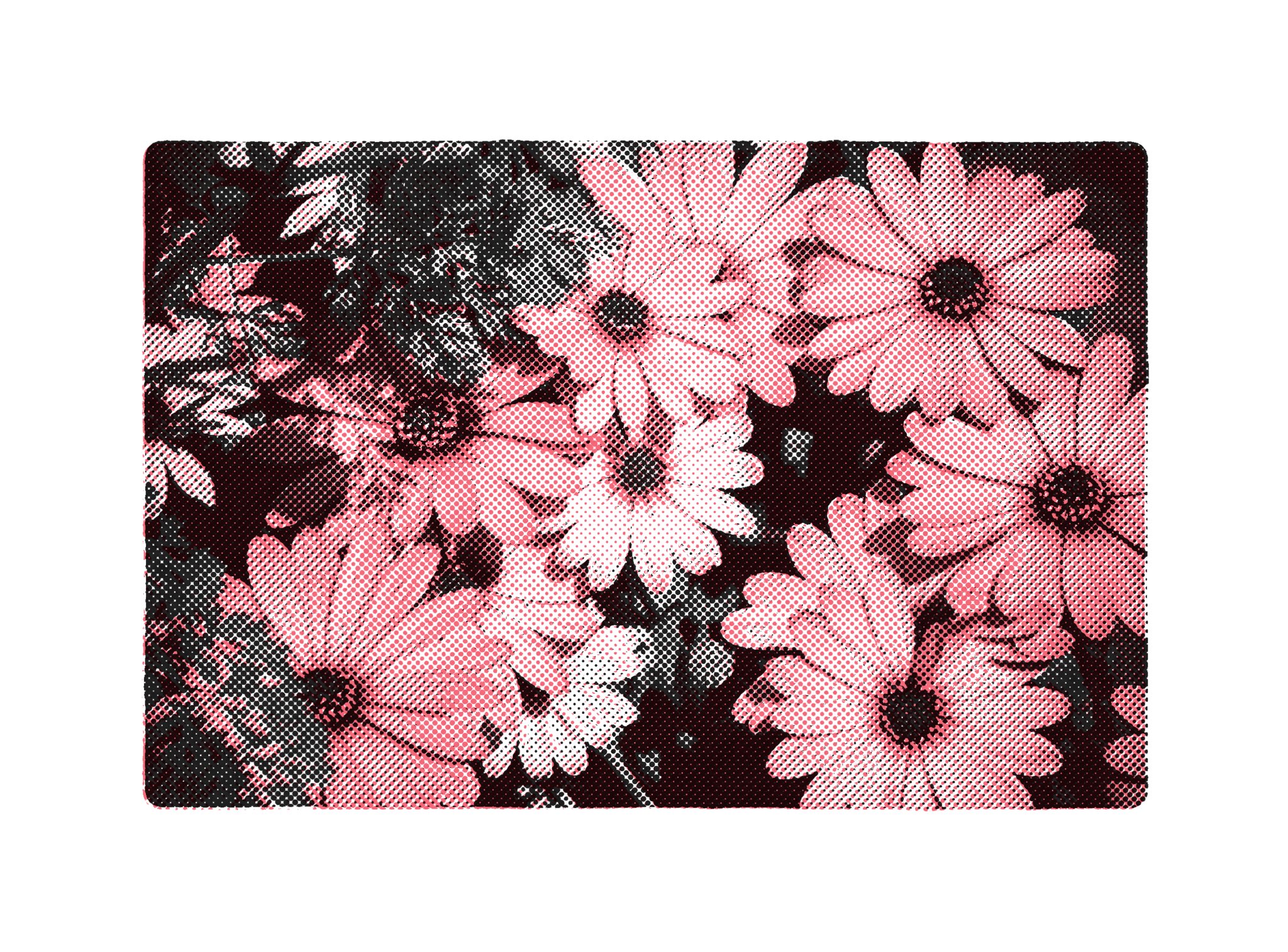 High-contrast pink and black halftone filter image of flowers